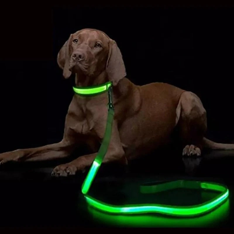 LumaPaw – USB rechargeable LED dog leash with reflective strip