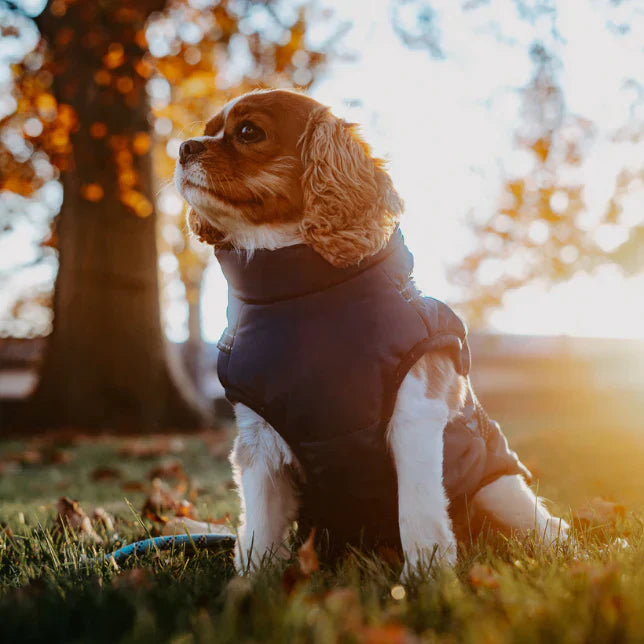 PawGuard - Full Body Protection Dog Coat with Built-in Harness for All-Weather Comfort